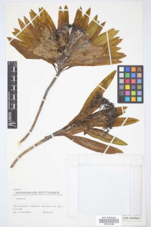 Euphorbia spec.