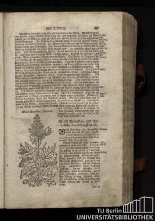 Cap. 26. Welsch Berenklau, und Wiesenkohl, Acanthus.