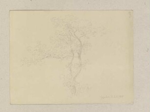 Ein Baum