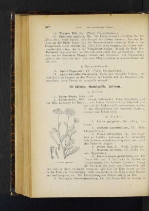 20. Gattung. Hundskamille. Anthemis.
