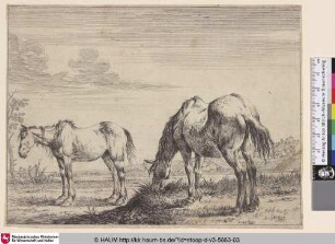 [Grasendes Pferd; Grazing Horse; Un cheval qui broute]