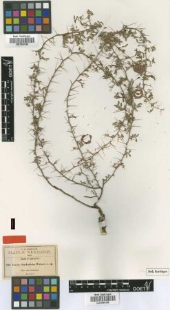Acacia biaciculata S.Watson [type]
