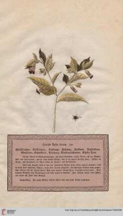 Atropa Bella donna