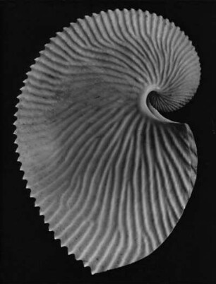 Argonauta argo L., Papierboot genannt, Meeresschnecke, Mittelmeer