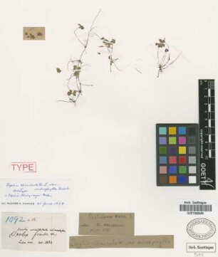 Oxalis corniculata L. var. Griseb. microphylla[holotype]