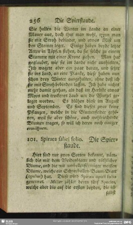 101. Spiraea salici folio. Die Spierstaude