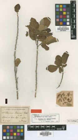 Thouinia portoricensis Radlk.