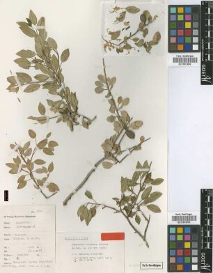 Amygdalus communis L.