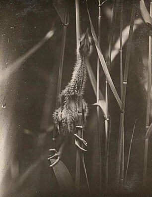 Zwergdommel (Ixobrychus minutus L.), Jungvogel sichernd