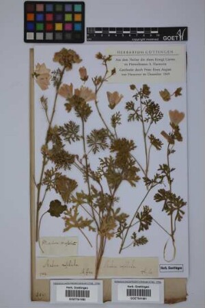 Malva moschata L.