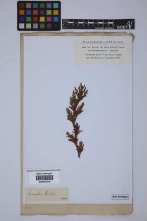 Cupressus thyoides L.