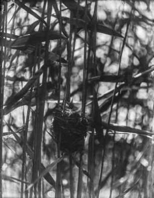 Drosselrohrsänger : Drosselrohrsänger (Acrocephalus arundinaceus Linnaeus) beim Füttern.