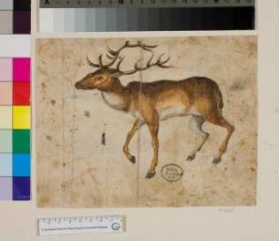 Hirsch