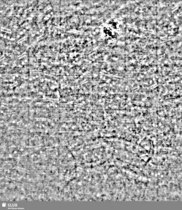 Lilienschild + IESV / LW = S.5/6