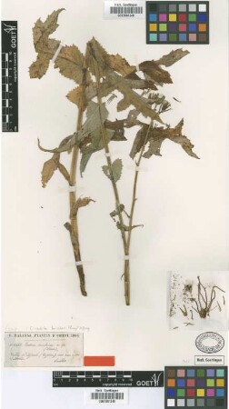 Lactuca sonchoides Boiss. & Balansa ex Boiss. [type]