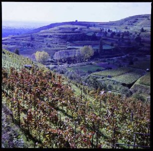 Ihringen: Weinberg mit rotem Laub, von oben