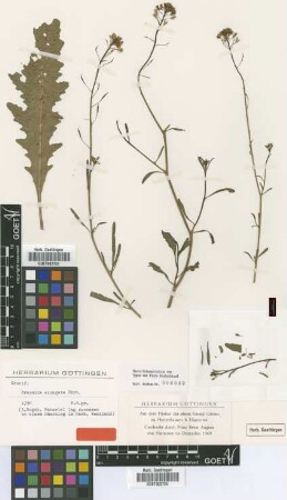 Brassica elongata Ehrh. [type]