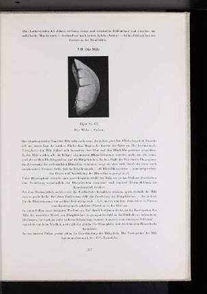VII. Die Milz
