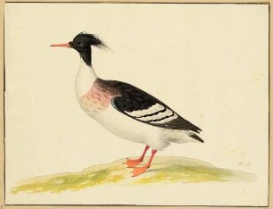 Ente