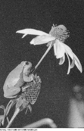 Heinrich Dathe mit Blindenhund, Laubfrosch unter Sonnenhut, junger Turmfalke, 1956
