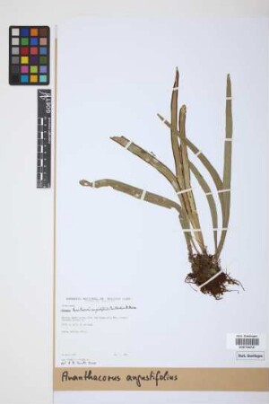 Ananthacorus angustifolius (Sw.) Underw. & Maxon, 1908