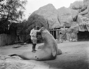 Fütterung eines See-Elefanten : Tierpark Hagenbeck