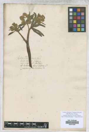 Helleborus