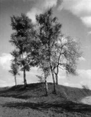 Bäume. Birkengruppe