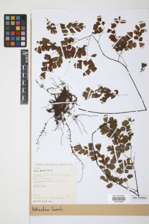 Adiantum lorentzii Hieron.