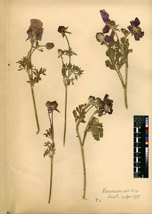 Ranunculaceae Ranunculus asiaticus Linné, Carl von (1707 - 1778) [Sebastie, Samaria, Sebaste, Sebastje, Schomoron]
