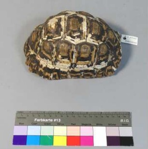 Schildkrötengehäuse