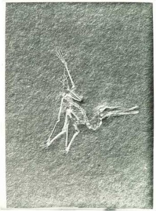 Pterodactylus elegans