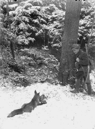 Fuchs im Fangeisen