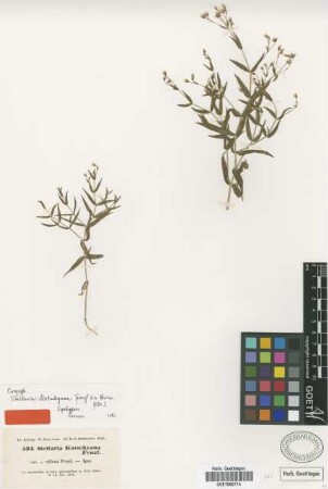 Stellaria kotschyana Fenzl ex Boiss. var. Fenzl villosa[type]