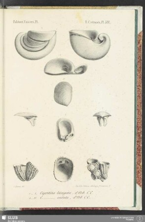 Pl. 591