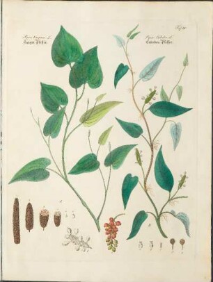 Taf. IX. Piper longum L. / Piper Cubeba L.