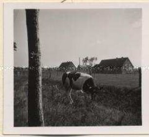 Tanneck, Neusiedlung