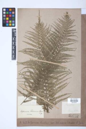 Asplenium bulbiferum G.Forst.