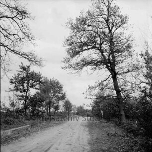 Feldweg in den Tangstedter Forst: rechts und links Bäume und Büsche