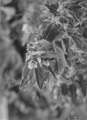 Schwarzes Bilsenkraut : Schwarzes Bilsenkraut (Hyoscyamus niger Linnaeus).