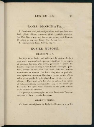 33-34, Rosa Moschata. Rosier Musque.