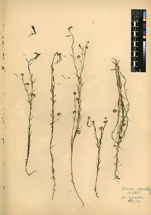 Linaceae Linum angustifolium Hudson, William (1730 - 1793) [Tell es-samman]