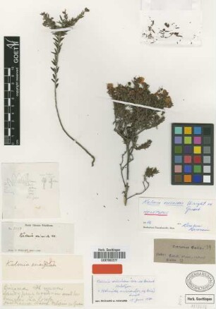 Kalmia ericoides Wright ex Griseb. [holotype]