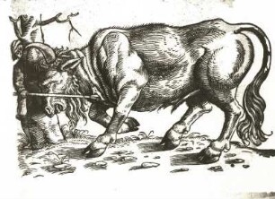 Wisent (Illustration)