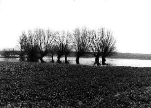 Das weite Feld