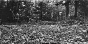 Zwiebel-Zahnwurz und Pyrenäen-Hahnenfuß : Rechts: Zwiebel-Zahnwurz (Cardamine bulbifera), links: Pyrenäen-Hahnenfuß (Ranunculus pyrenaeus Linnaeus).