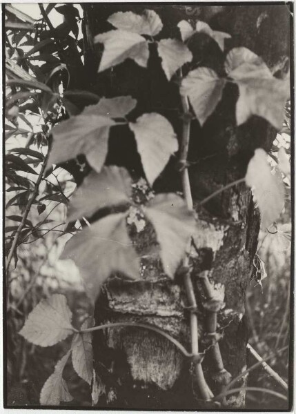 Photograph of the plant "Kupá" at the Ramkokamekra (Canela)