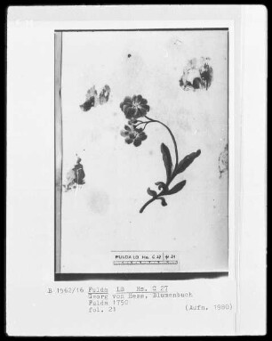 Georg Friedrich Heß, Blumenbuch — Eine Blume, Folio 21recto