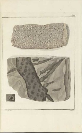 Tab. XII.