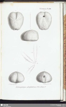 T. Crétacés, Pl. 844
